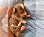 Small #28 Bernedoodle (Miniature)