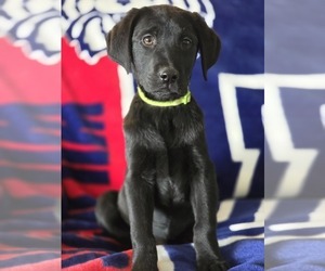 Labrador Retriever Puppy for sale in APPOMATTOX, VA, USA