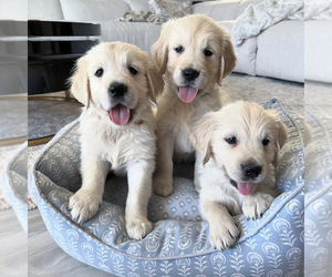English Cream Golden Retriever Puppy for sale in LATHROP, CA, USA