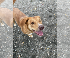 Gemma available 10/22 - Female Golden Labrador Dog for Adoption - Photo #2