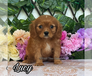 Cavalier King Charles Spaniel Puppy for sale in MIAMI, FL, USA