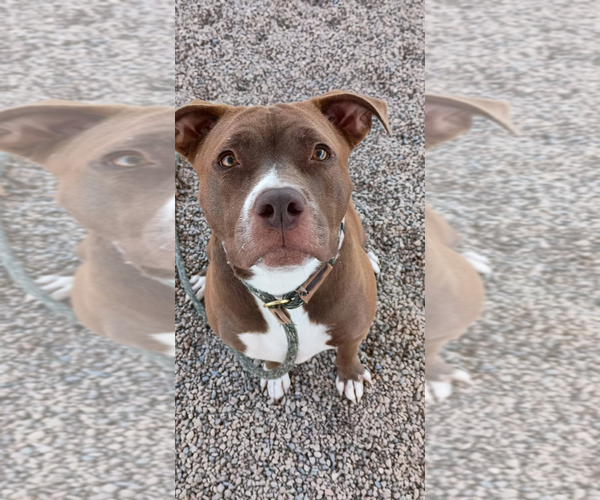 Medium Photo #4 American Pit Bull Terrier Puppy For Sale in Chandler, AZ, USA