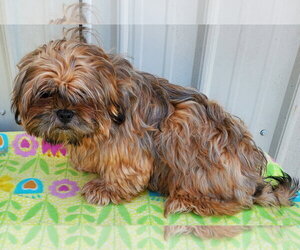 Shih Tzu Dogs for adoption in Mountain View, MO, USA