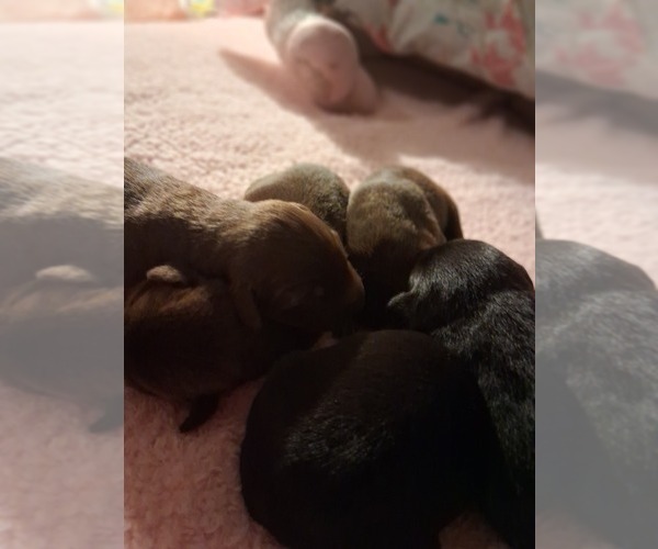 Medium Photo #4 German Malinois-Labrador Retriever Mix Puppy For Sale in FITZGERALD, GA, USA