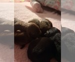 Small #3 German Malinois-Labrador Retriever Mix
