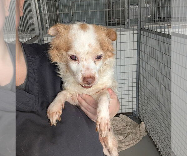 Medium Photo #1 Mutt Puppy For Sale in Chico, CA, USA