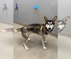 Siberian Husky-Unknown Mix Dogs for adoption in Las Vegas, NV, USA