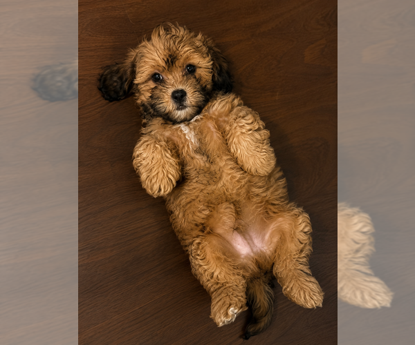 Medium Photo #7 Shih-Poo Puppy For Sale in DURHAM, CT, USA