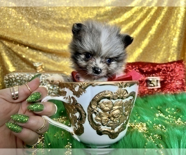 Medium Photo #20 Pomeranian Puppy For Sale in HAYWARD, CA, USA