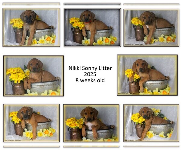 Medium Photo #1 Rhodesian Ridgeback Puppy For Sale in CALDWELL, TX, USA