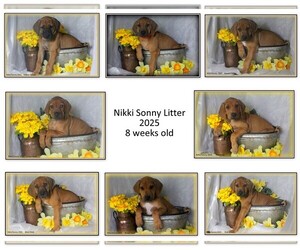 Rhodesian Ridgeback Litter for sale in CALDWELL, TX, USA