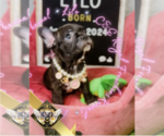 Small Photo #15 French Bulldog Puppy For Sale in ATHENS, GA, USA