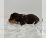 Small #6 Aussiedoodle Miniature -Miniature Bernedoodle Mix