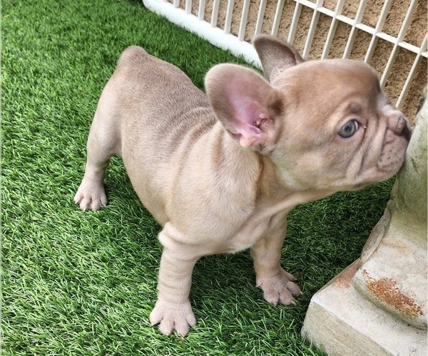 Medium Photo #3 French Bulldog Puppy For Sale in LAS VEGAS, NV, USA