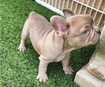 Small #2 French Bulldog