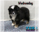 Puppy 4 Miniature Australian Shepherd