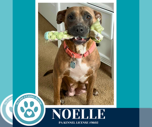 Mutt Dogs for adoption in Kimberton, PA, USA