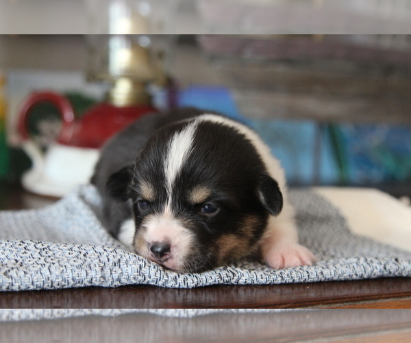 Medium Photo #16 Pembroke Welsh Corgi Puppy For Sale in FAIR GROVE, MO, USA