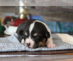 Small #15 Pembroke Welsh Corgi