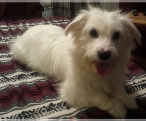 Coton de Tulear Puppy for sale in HORSE BRANCH, KY, USA