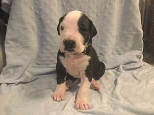 Great Dane Puppy for sale in VACAVILLE, CA, USA