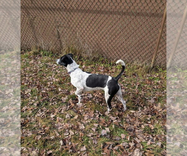 Medium Photo #3 Labrador Retriever-Unknown Mix Puppy For Sale in Springdale, PA, USA