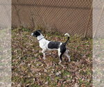 Small #2 Labrador Retriever Mix