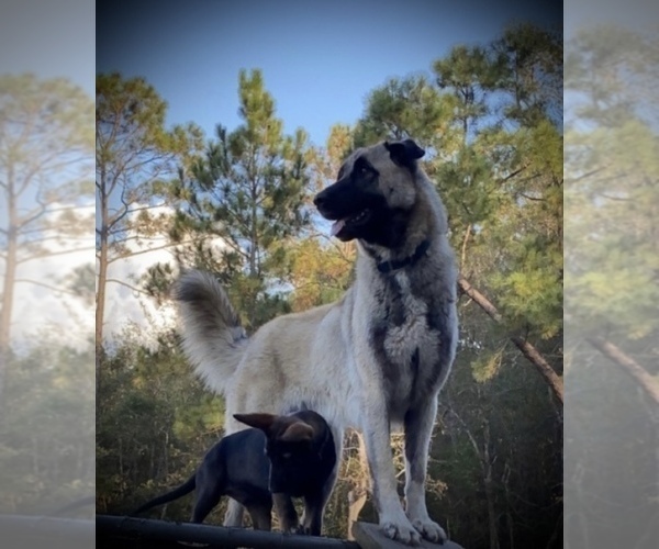 Medium Photo #1 Anatolian Shepherd Puppy For Sale in HAZLEHURST, GA, USA