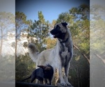 Small Photo #1 Anatolian Shepherd Puppy For Sale in HAZLEHURST, GA, USA