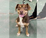 Small #3 Beagle Mix