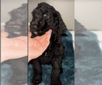 Puppy Puppy 3 Labradoodle-Poodle (Standard) Mix