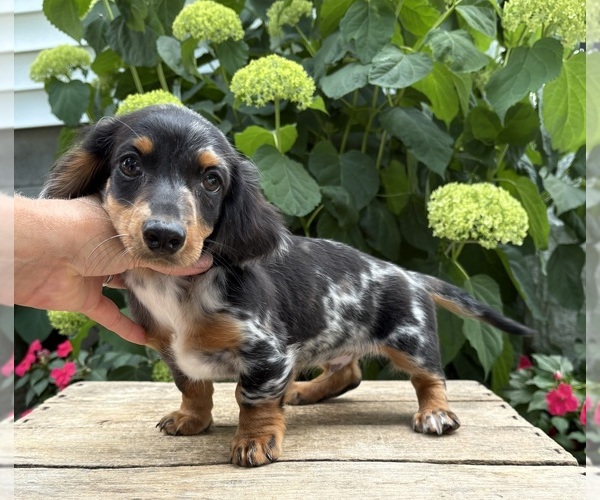 Medium Photo #5 Dachshund Puppy For Sale in MIDDLEBURY, IN, USA