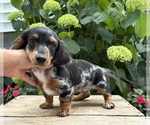 Small #4 Dachshund