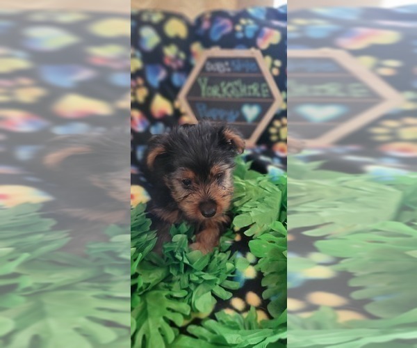Medium Photo #13 Yorkshire Terrier Puppy For Sale in AKRON, OH, USA