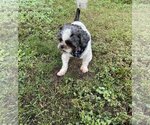 Small Photo #1 Shih Tzu Puppy For Sale in St. Louis Park, MN, USA