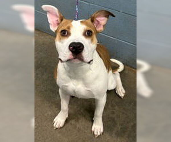 Medium Photo #2 American Pit Bull Terrier-Unknown Mix Puppy For Sale in Evansville, IN, USA