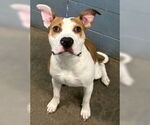 Small #1 American Pit Bull Terrier Mix
