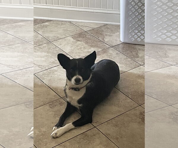 Medium Photo #1 Border Collie-Rat Terrier Mix Puppy For Sale in Highland, IL, USA