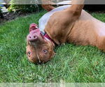 Small #16 American Pit Bull Terrier-Blue Lacy Mix