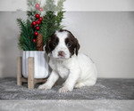 Puppy 3 English Cocker Spaniel
