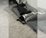 Small #8 Lab-Pointer