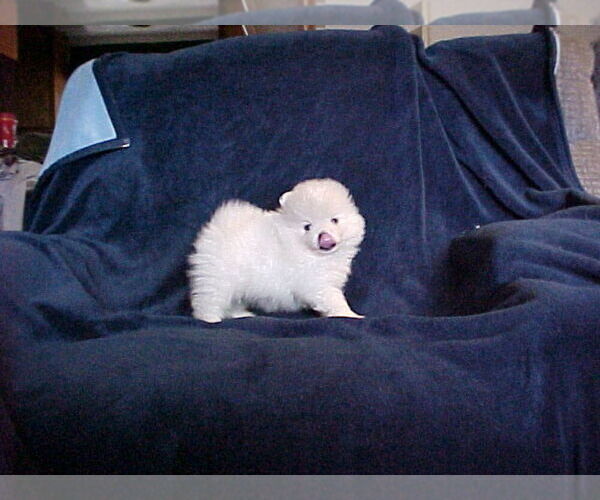 Medium Photo #4 Pomeranian Puppy For Sale in APPLE VALLEY, CA, USA