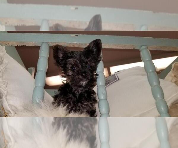 Medium Photo #1 Yorkshire Terrier Puppy For Sale in AUBURN, AL, USA