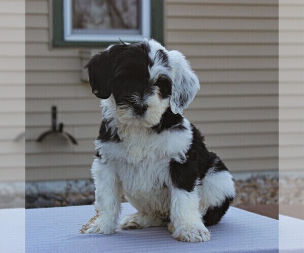 Medium Photo #5 Portuguese Water Dog Puppy For Sale in STRASBURG, PA, USA