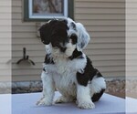 Small Photo #5 Portuguese Water Dog Puppy For Sale in STRASBURG, PA, USA