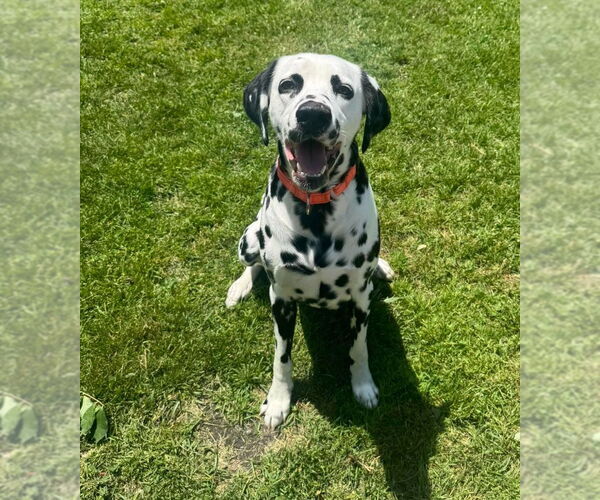 Medium Photo #1 Dalmatian Puppy For Sale in Muskegon, MI, USA