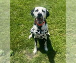 Small Dalmatian
