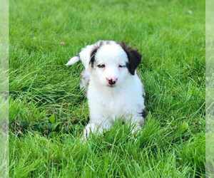 Miniature Australian Shepherd Puppy for sale in SANDOWN, NH, USA