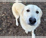 Small Great Pyrenees Mix