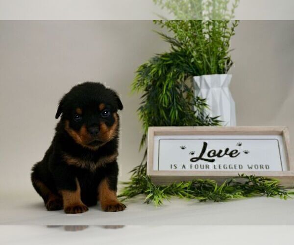 Medium Photo #1 Rottweiler Puppy For Sale in NAPPANEE, IN, USA
